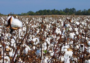 Cotton production in Azerbaijan exceeds 199,000 tons this year