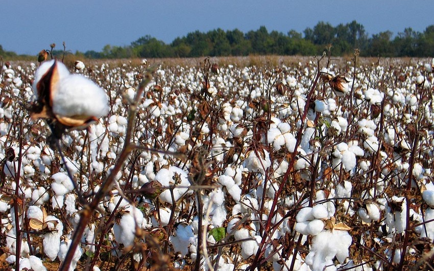 Cotton production in Azerbaijan exceeds 199,000 tons this year