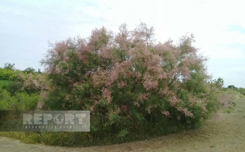 Bioloq: Yulğun kollarının şoranlaşmış ərazilərdə əkini oksigen bolluğuna səbəb ola bilər   