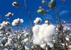 Over 207,000 tons of cotton delivered to gathering centers in Azerbaijan