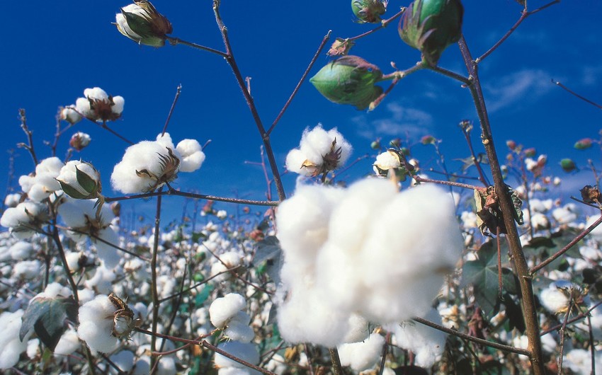 Over 207,000 tons of cotton delivered to gathering centers in Azerbaijan