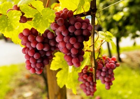 В Азербайджане ведется работа по защите карабахских сортов винограда от присвоения другими странами