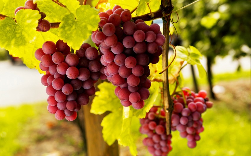 Азербайджан возобновил импорт винограда из Египта и Вьетнама