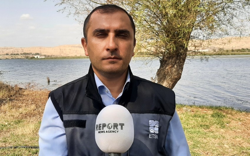 Рашад Аллахвердиев: Завезенные в Азербайджан зубры отобраны с учетом климатических особенностей