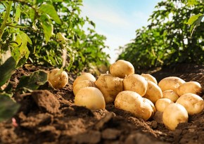 Azerbaijan resumes import of potatoes from France, Egypt, Ukraine