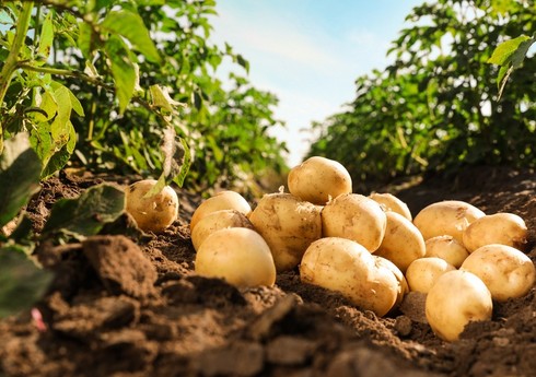 Азербайджан увеличил поставки картофеля из Ирана
