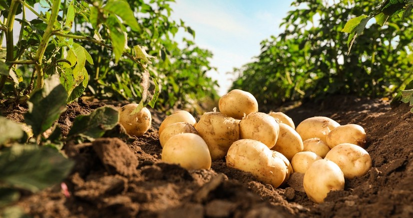 Азербайджан возобновил поставки картофеля из трех стран