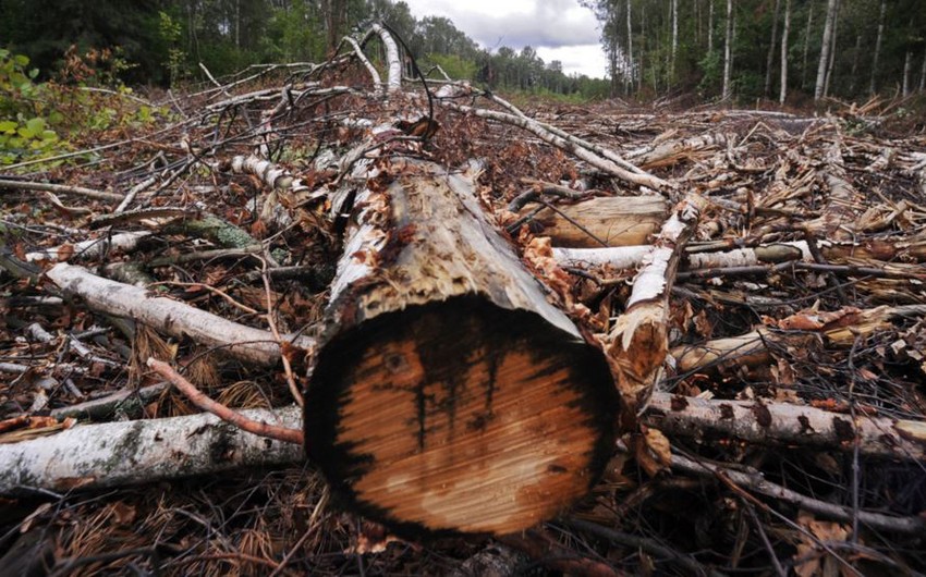 В Азербайджане ужесточаются штрафы в связи с незаконной вырубкой лесов