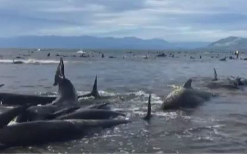 Yeni Zelandiyada 400-dən çox balina sahilə atılıb - VİDEO