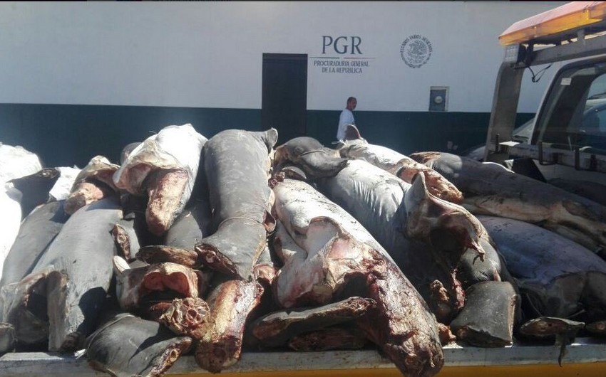 Туши 300 акул обнаружены на шоссе в Мексике - ФОТО
