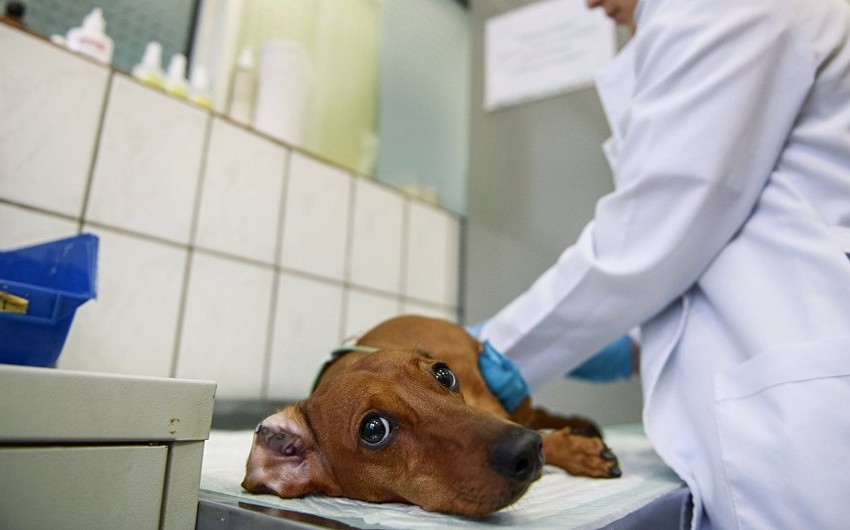 В Азербайджане повышают пошлины за выдачу ветеринарного свидетельства, сертификата, ветпрепаратов