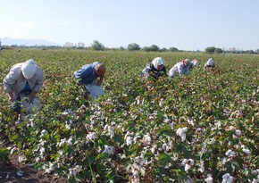 Cotton harvest in Azerbaijan exceeds 206,700 tons