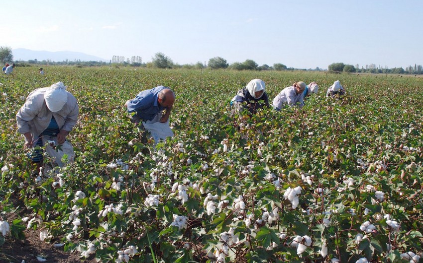 Cotton harvest in Azerbaijan exceeds 206,700 tons