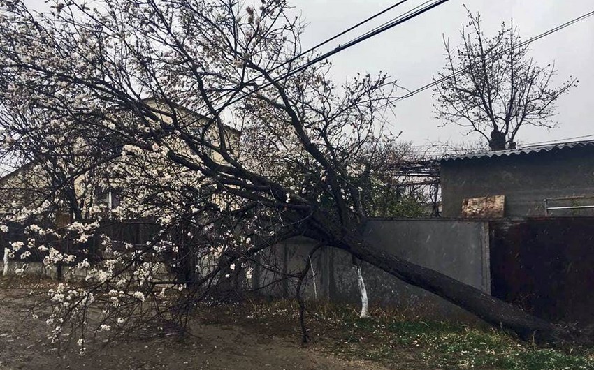 В Тбилиси бушует сильный ветер, без последствий не обошлось