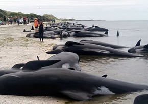 Over 140 whales strand and die on New Zealand beach