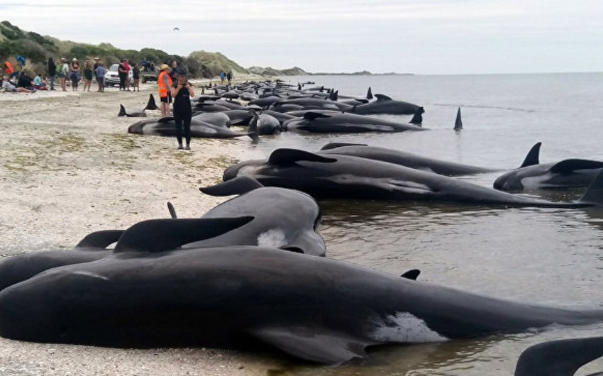 Over 140 whales strand and die on New Zealand beach