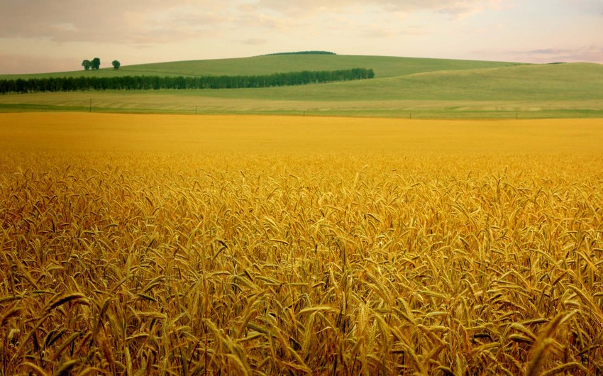 Казахстан с начала 2020/21 сельхозгода увеличил экспорт зерна на 17%