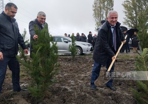 Qubada ağacəkmə aksiyası keçirilib