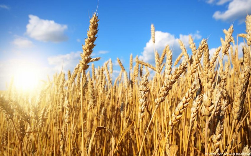 Уоллес: Британские самолеты могут помочь в экспорте зерна из Украины