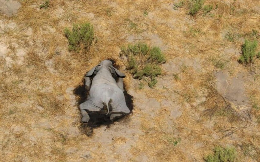 Afrikada 350 fil naməlum səbəbdən ölüb