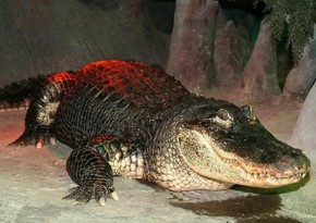 84-year-old alligator dies at Moscow Zoo