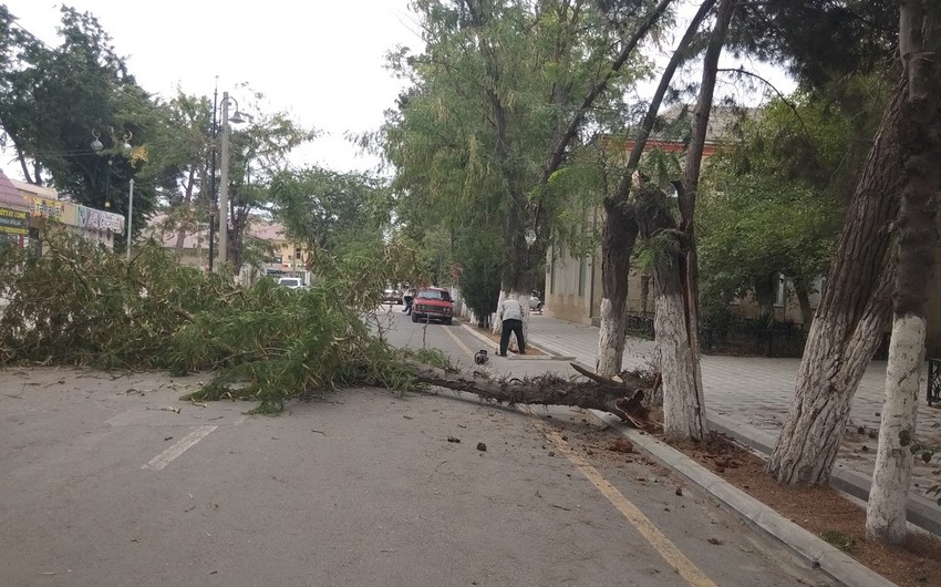 Сильный ветер в Сальяне повалил несколько деревьев - ФOTO