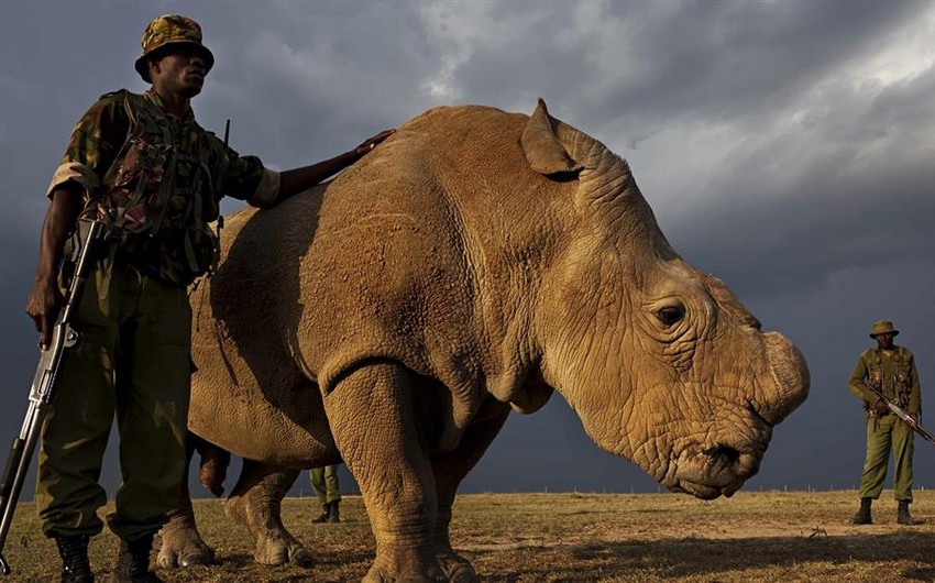 ​Зоопарк в Калифорнии и кенийский заповедник придумали, как спасти белого носорога от исчезновения