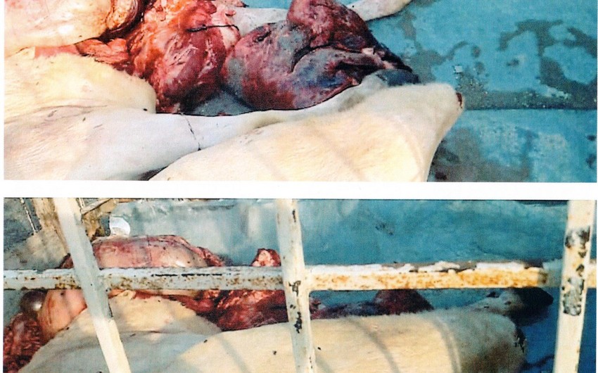 В Агдаме найдено 120 кг непригодного к употреблению мяса
