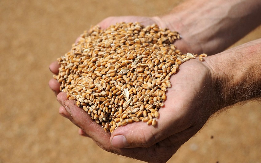 Belarus temporarily bans grain exports