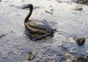 Разлив нефти на заводе в Перу привел к экологической катастрофе