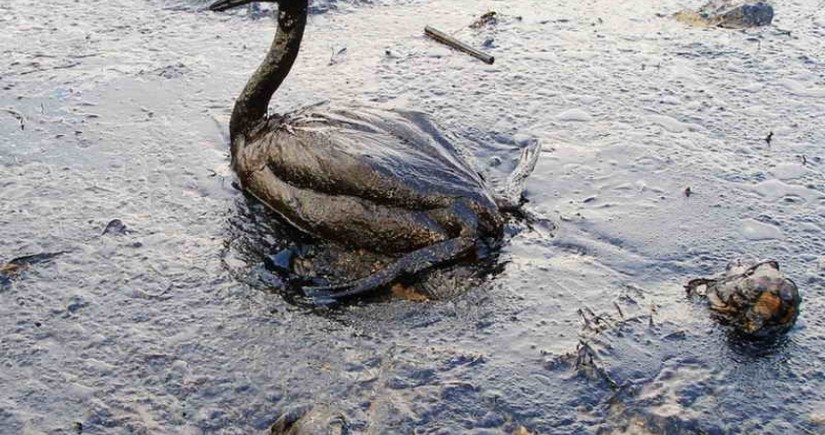 Oil spill in Peru leads to ecological disaster 