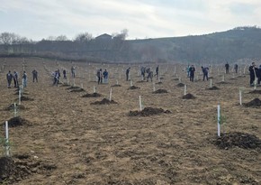 В Азербайджане за день в лесных массивах посажено более 21 тыс. деревьев