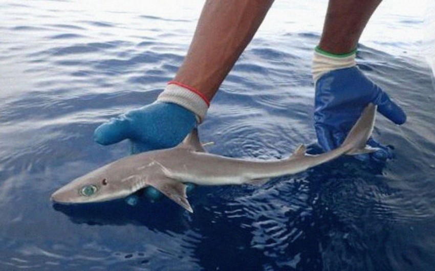 Ученые США открыли новый вид акулы с большими глазами