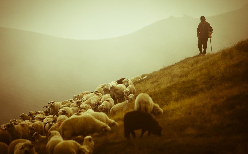 Стали известны подробности поножовщины между пастухами в Билясуваре - ПОДРОБНОСТИ