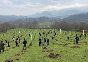 Azerbaijan intends to plant 3 million trees next year