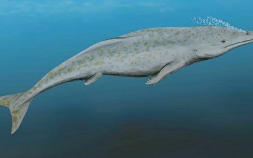 Найден древний кит, который еще выходил на сушу