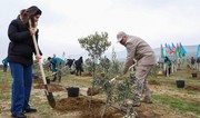 В поселке Ходжасан прошла очередная акция по посадке деревьев