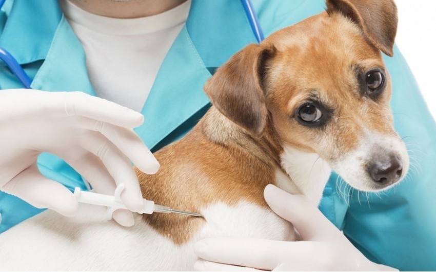 Netherlands increases exports of animal vaccines to Azerbaijan by 45 times