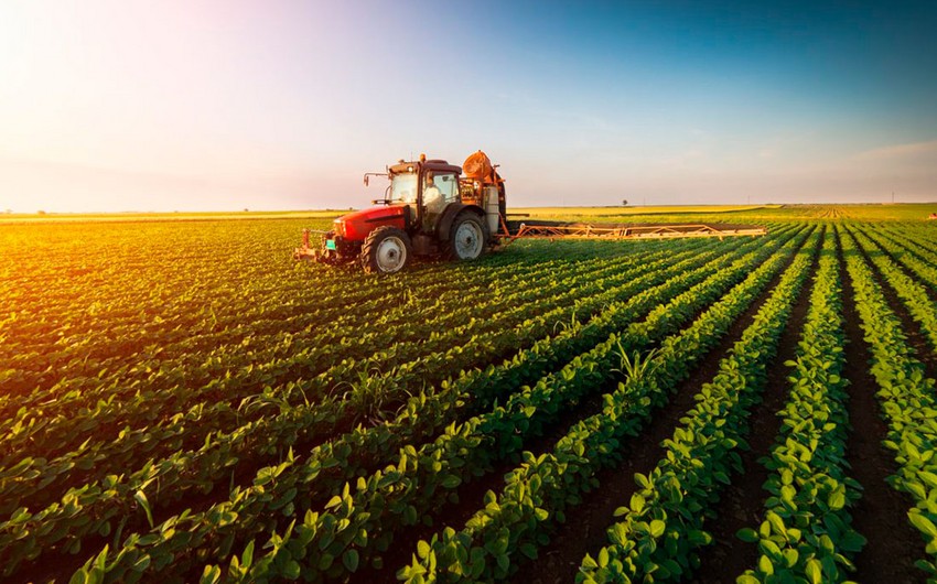 Аграрный сектор Азербайджана вырос на 3%