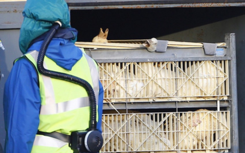 ​В Японии уничтожат около четырех тысяч кур из-за птичьего гриппа
