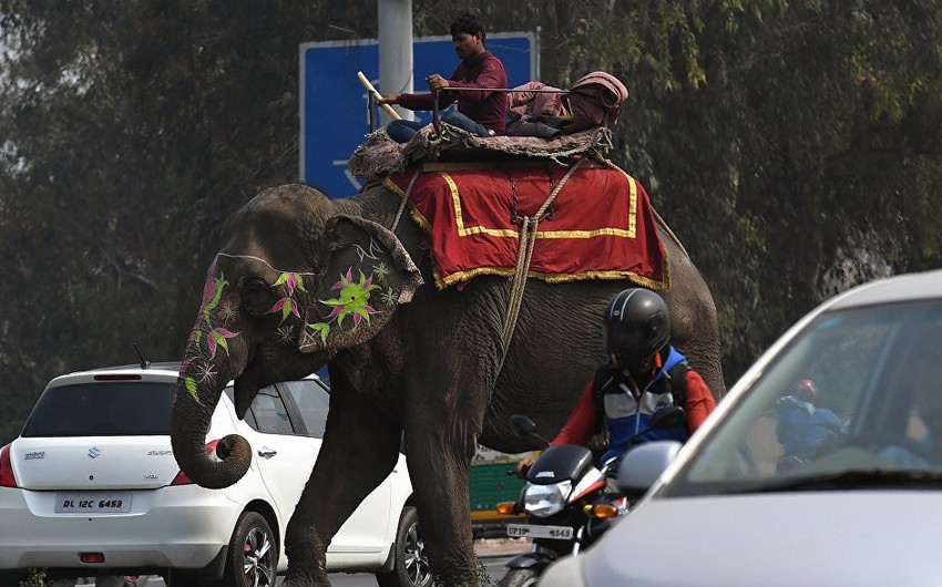 Власти Нью-Дели решили отправить слонов в приюты