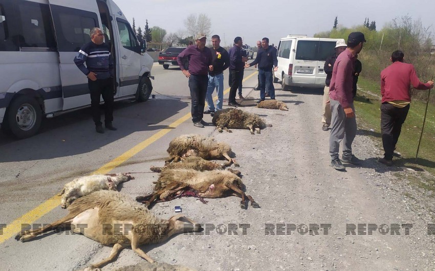 Kürdəmirdə mikroavtobus qoyun sürüsünə girib, 15 xırdabuynuzlu tələf olub