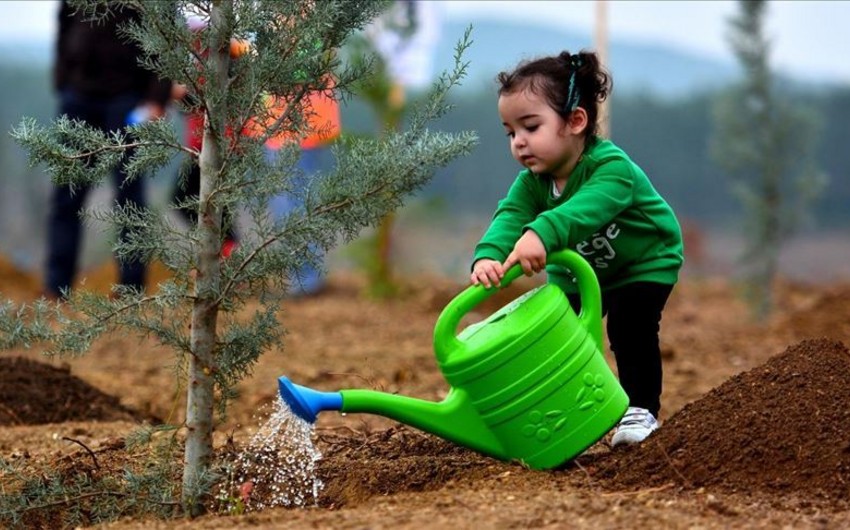 В Турции установлен мировой рекорд по числу высаженных деревьев - ФОТО