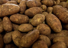 В импортированном из Ирана в Азербайджан картофеле обнаружен опасный вредитель