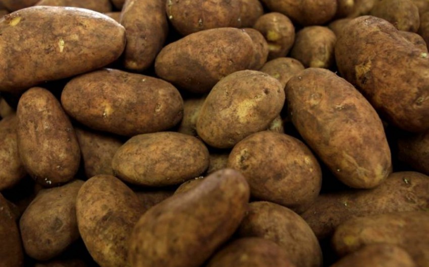 Rot disease found in potato imported from Iran 