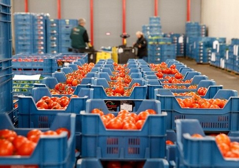Россельхознадзор проинспектирует предприятия по производству томатов в Азербайджане