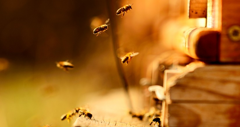 Australian scientists say honeybee venom destroys cancer cells