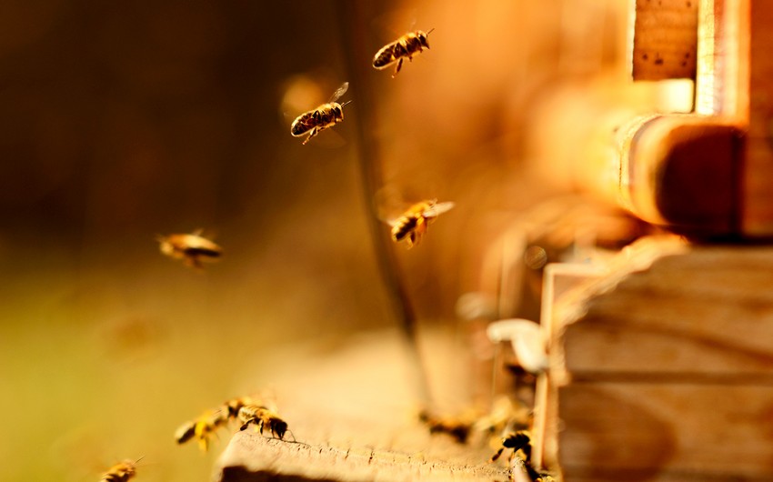 Australian scientists say honeybee venom destroys cancer cells