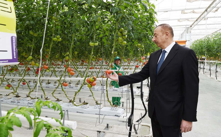 Президент Ильхам Алиев: Развитие сельского хозяйства является приоритетным вопросом
