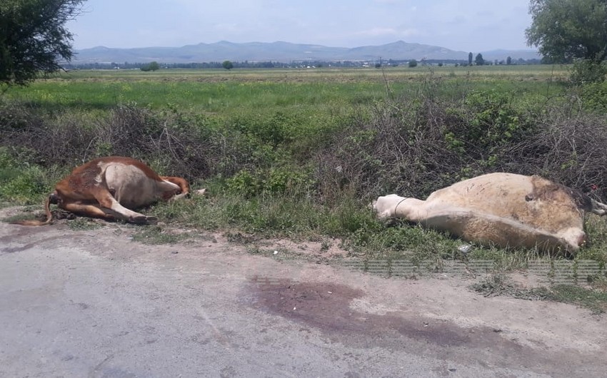 Tovuzda avtomobil iribuynuzlu heyvanları vurub öldürdü